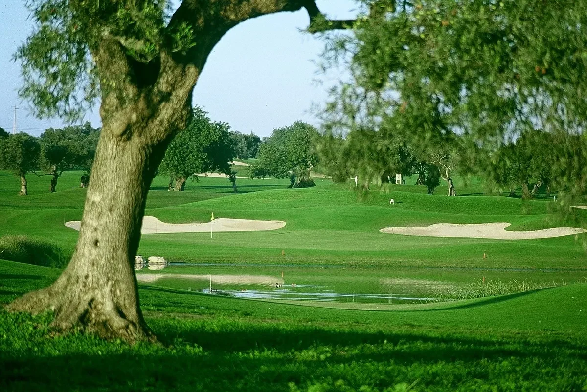 Quinta de Cima – fairway kantad av gamla olivträd